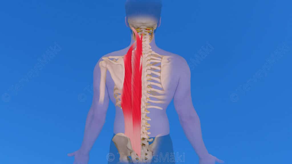 Erector Spinae Sel n Ojentajalihas Digifysio