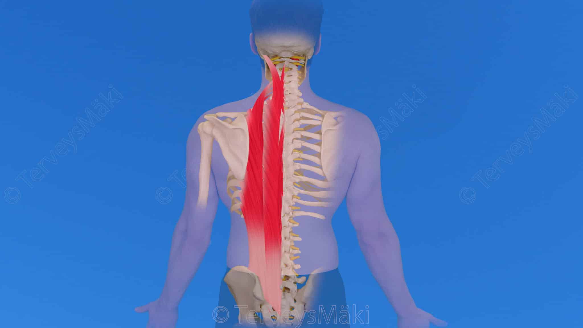 erector-spinae-sel-n-ojentajalihas-digifysio