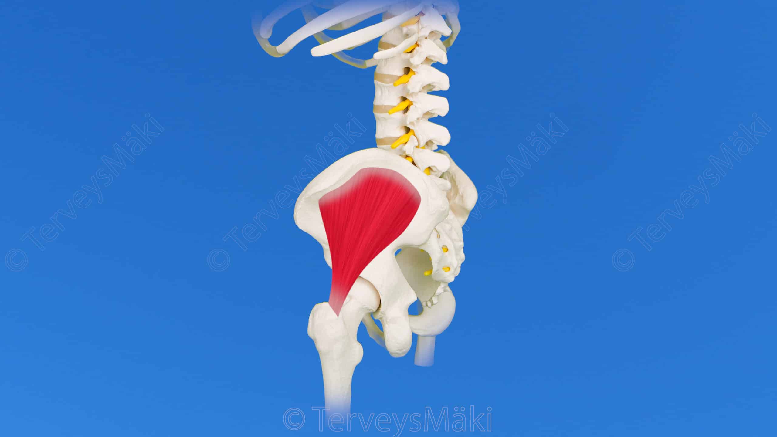 Gluteus Medius Keskimm inen Pakaralihas Digifysio
