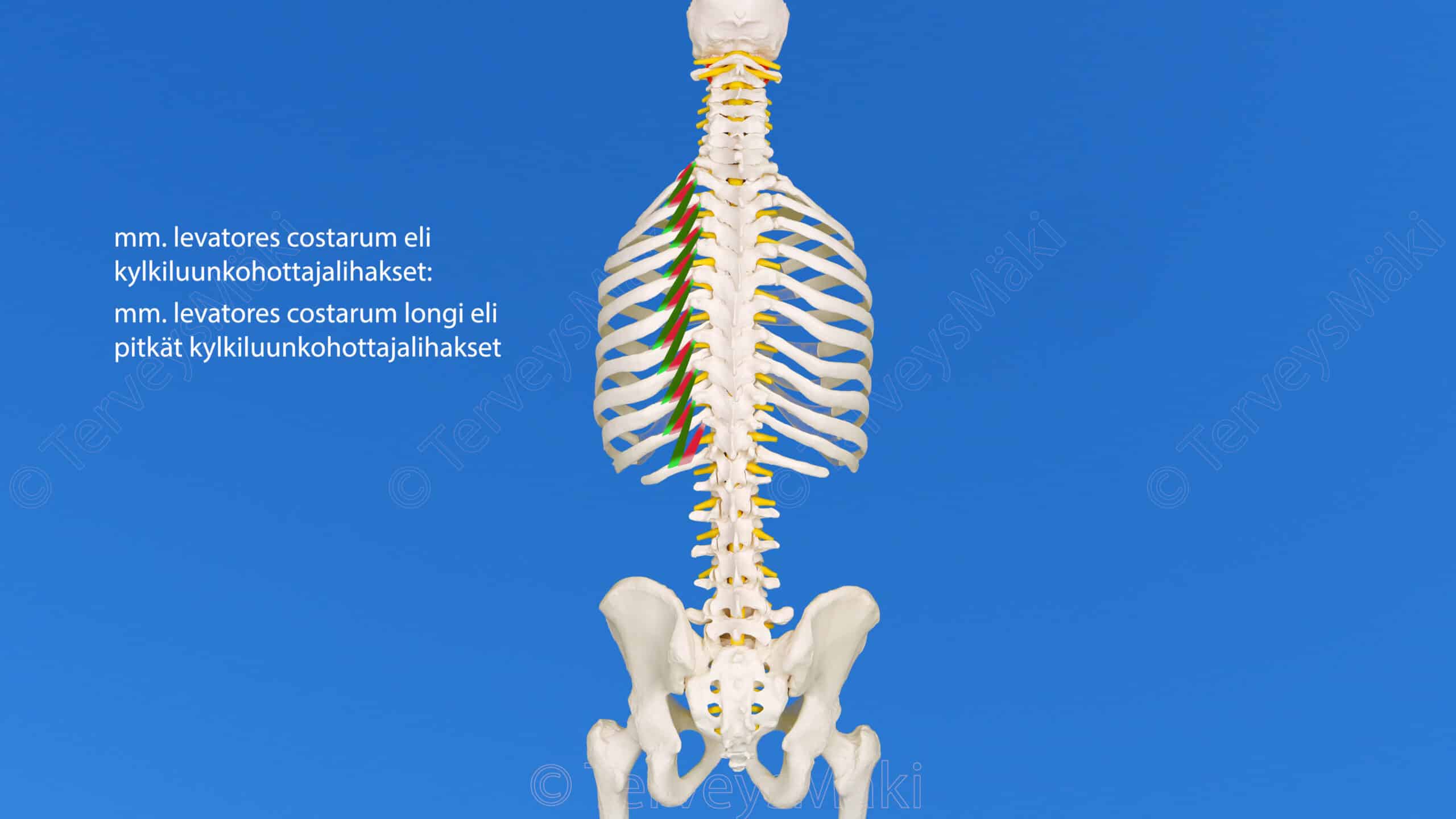 Levatores Costarum Kylkiluunkohottajalihakset Digifysio