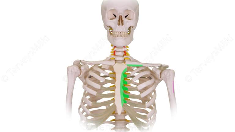 Pectoralis major – iso rintalihas – Digifysio