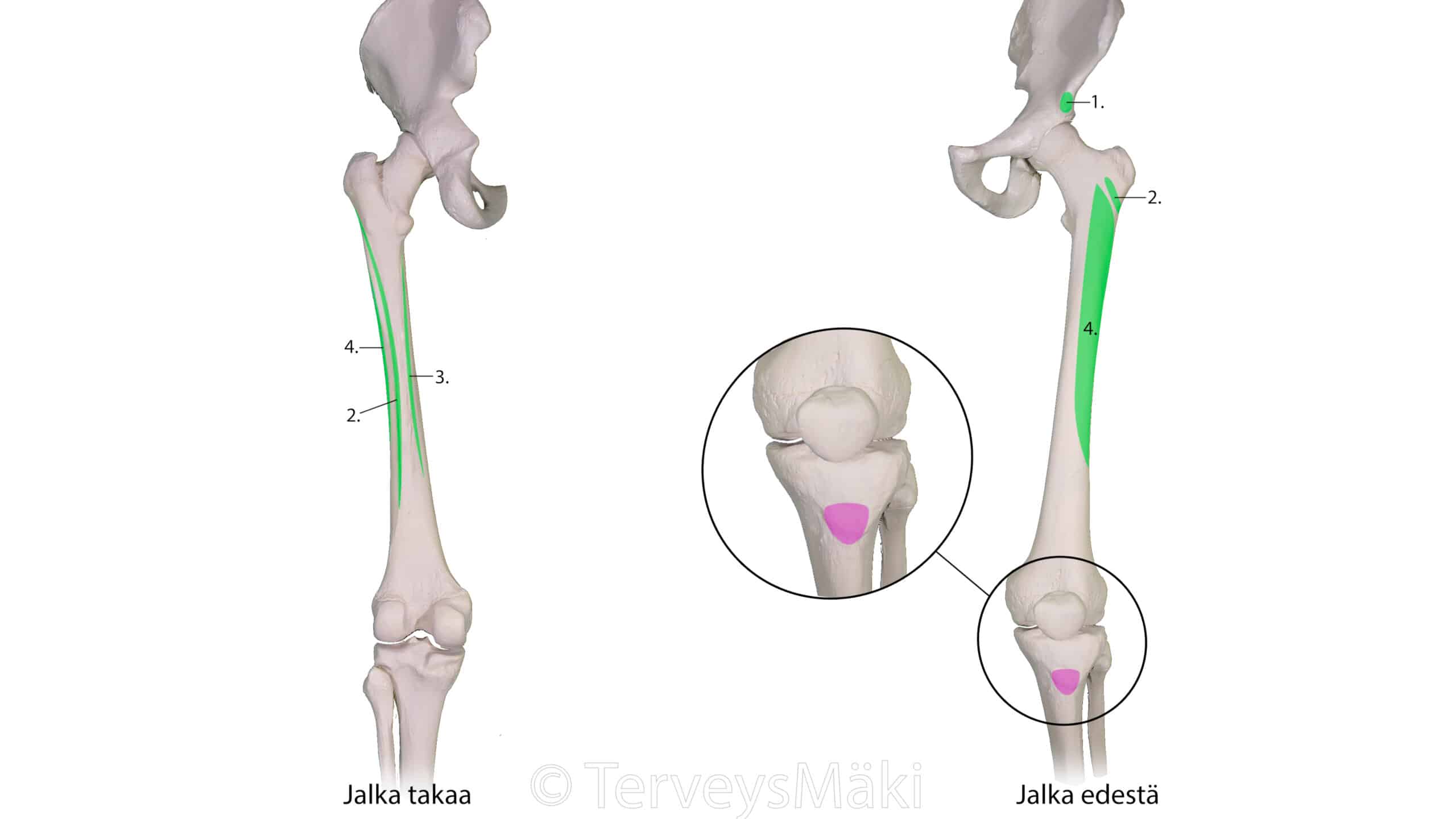 Quadriceps Femoris Nelip inen Reisilihas Digifysio
