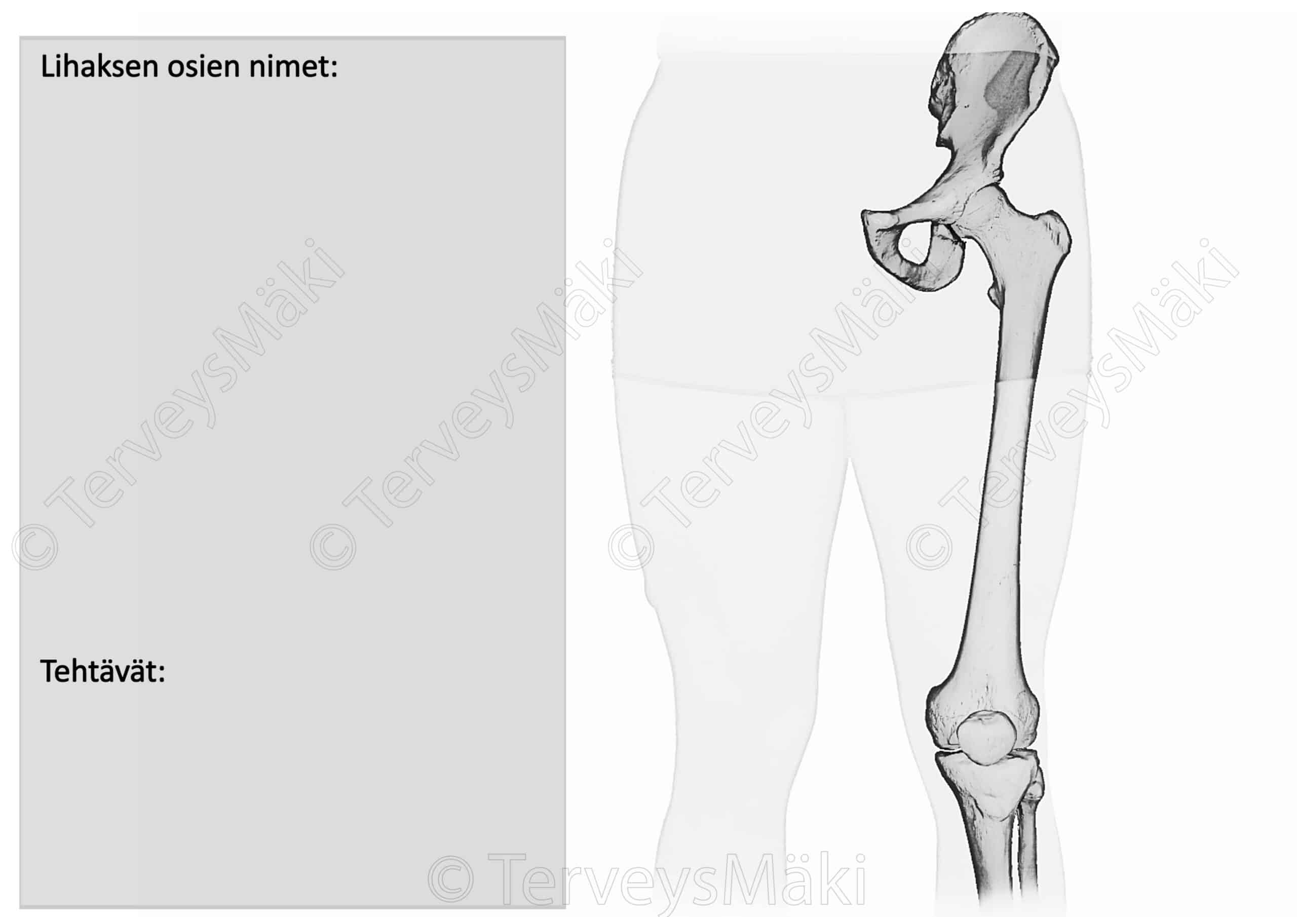 Quadriceps Femoris Nelip inen Reisilihas Digifysio