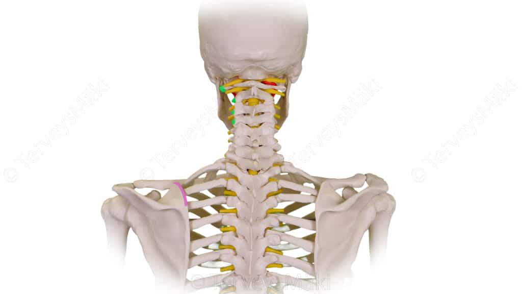 Levator Scapulae Lapaluun Kohottajalihas Digifysio levator-scapulae-lapaluun-kohottajalihas-digifysio