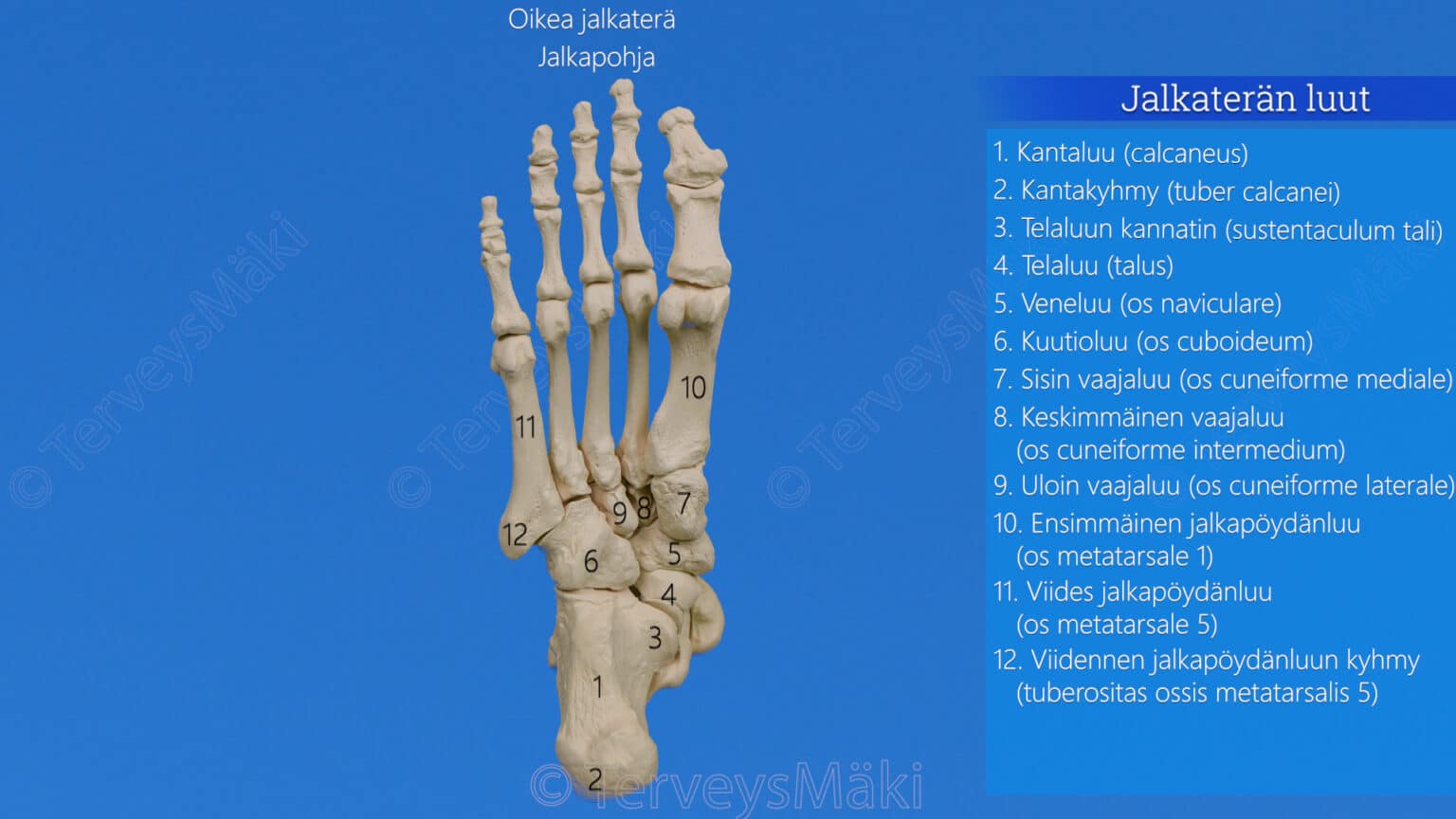 Jalkater n Luut Digifysio Jalkater n Luut Digifysio