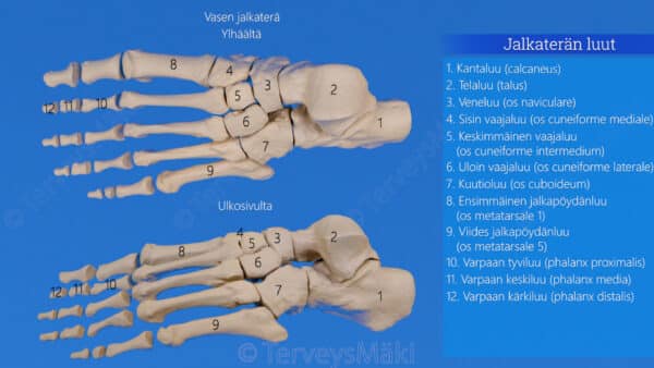 Jalkater n Luut Digifysio jalkater-n-luut-digifysio
