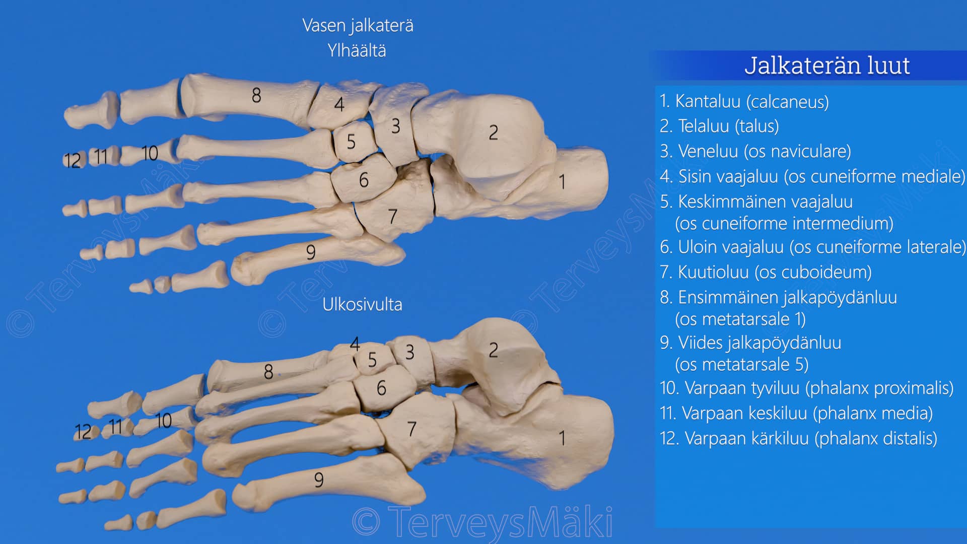 Jalkater n Luut Digifysio