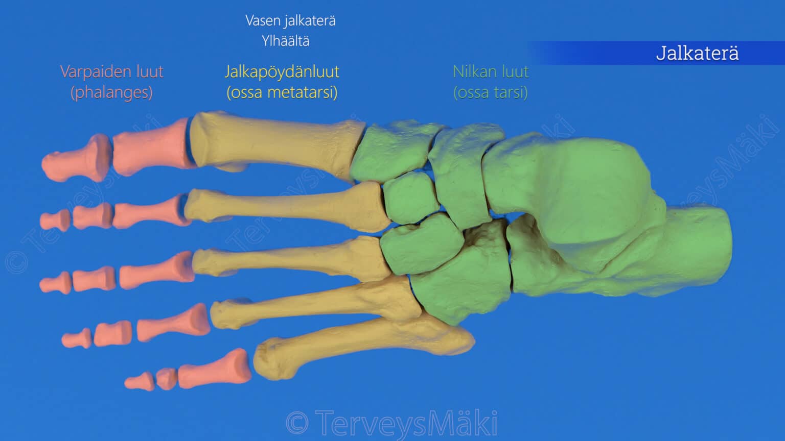 Jalkater n Luut Digifysio Jalkater n Luut Digifysio