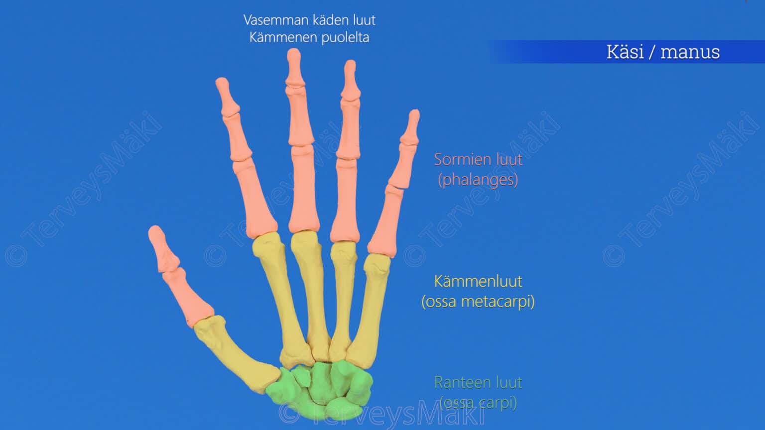 Ranteen K mmenen Ja Sormien Luut Digifysio