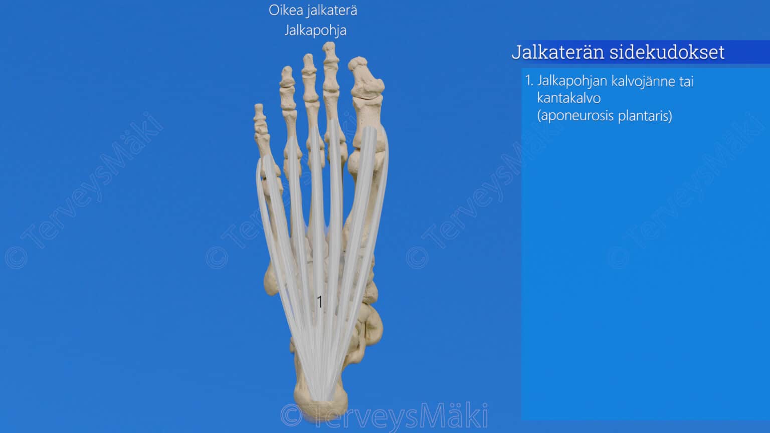 jalkater-n-luut-digifysio