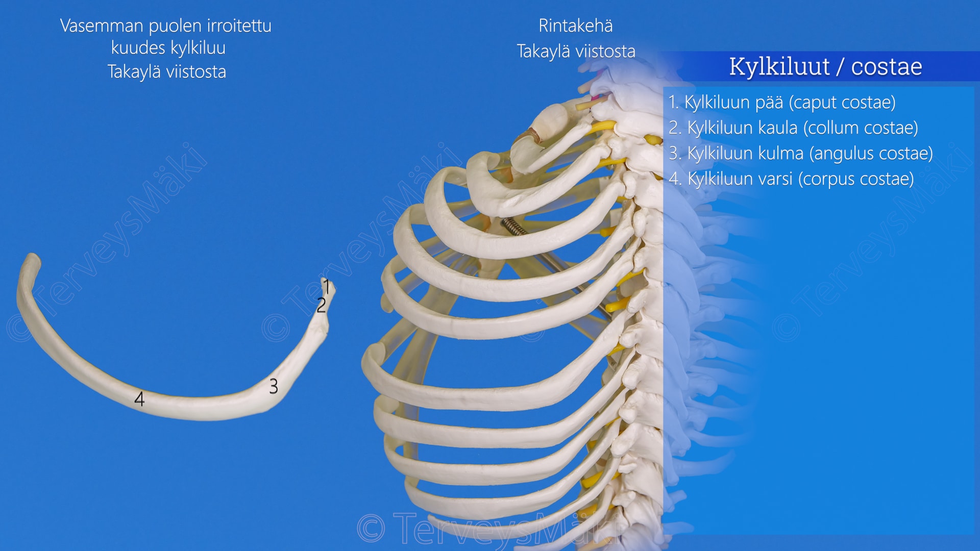 Costae Kylkiluut Digifysio