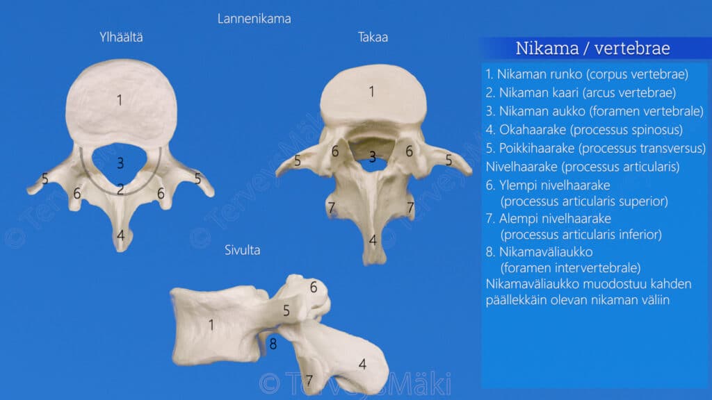 Columna Vertebralis Selk ranka Digifysio