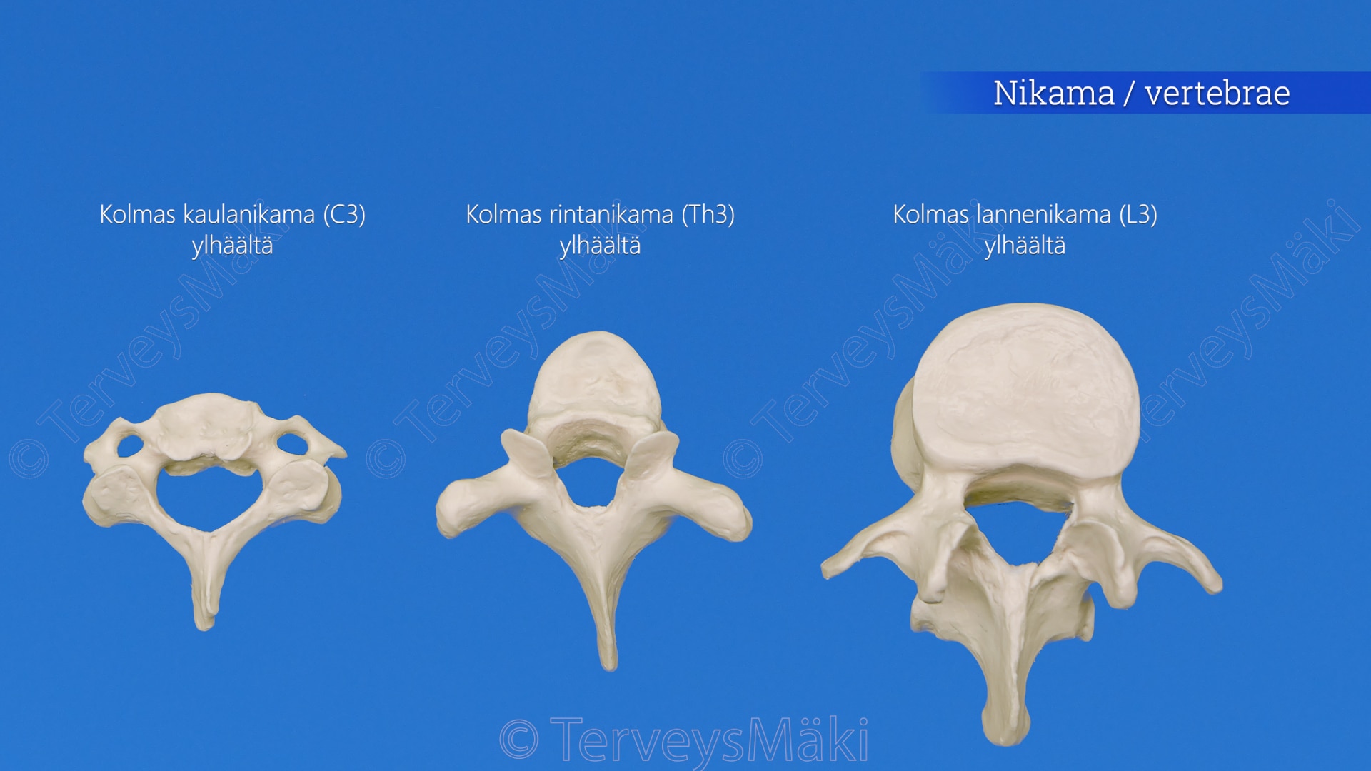 Columna Vertebralis Selk ranka Digifysio