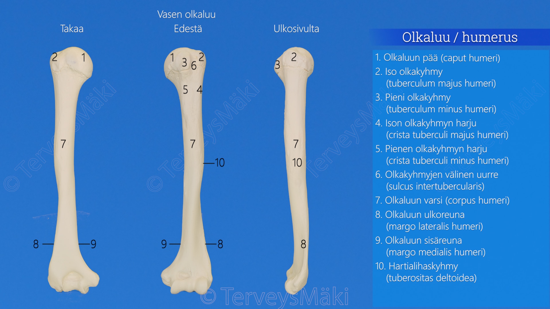 Humerus Olkaluu Digifysio