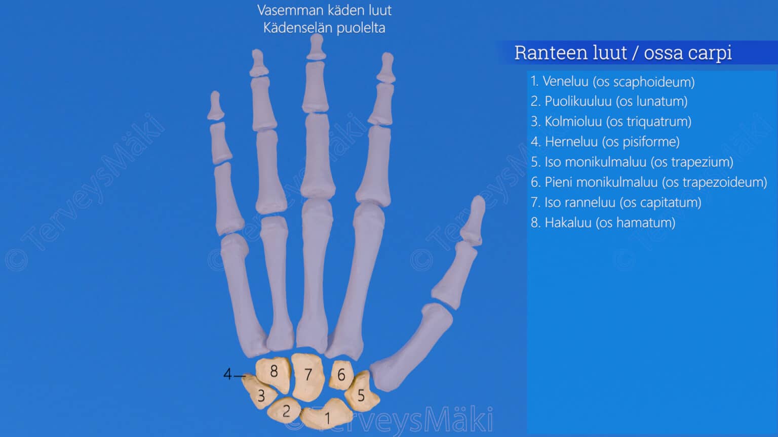 ranteen-k-mmenen-ja-sormien-luut-digifysio