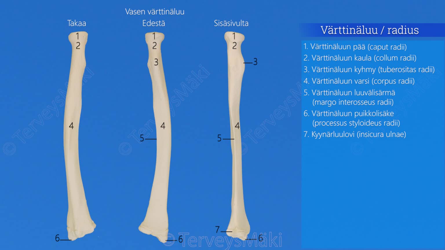 Kyyn rvarren Luut Digifysio Kyyn rvarren Luut Digifysio