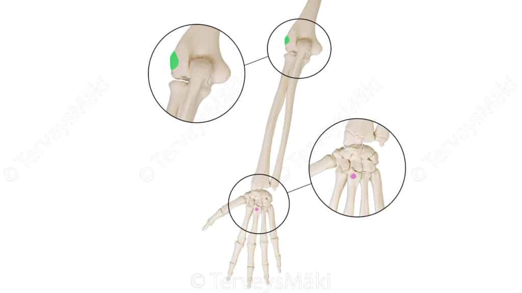 Extensor Carpi Radialis Brevis Ranteen Lyhyt V rttin luunpuoleinen 
