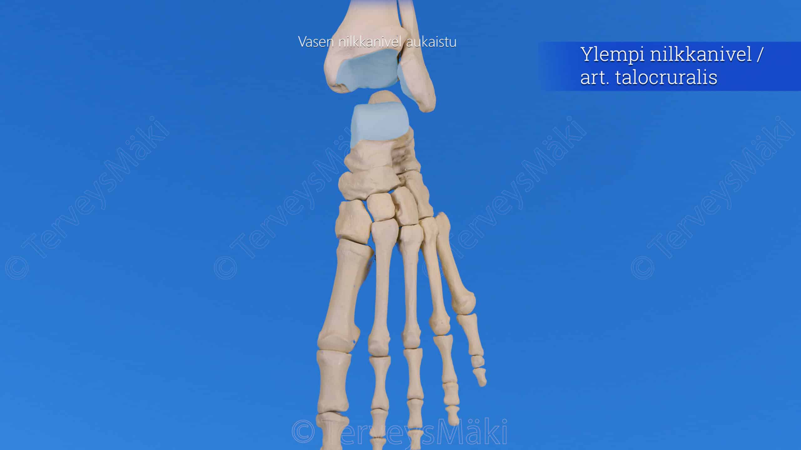 Ylempi Nilkkanivel Art Talocruralis Digifysio