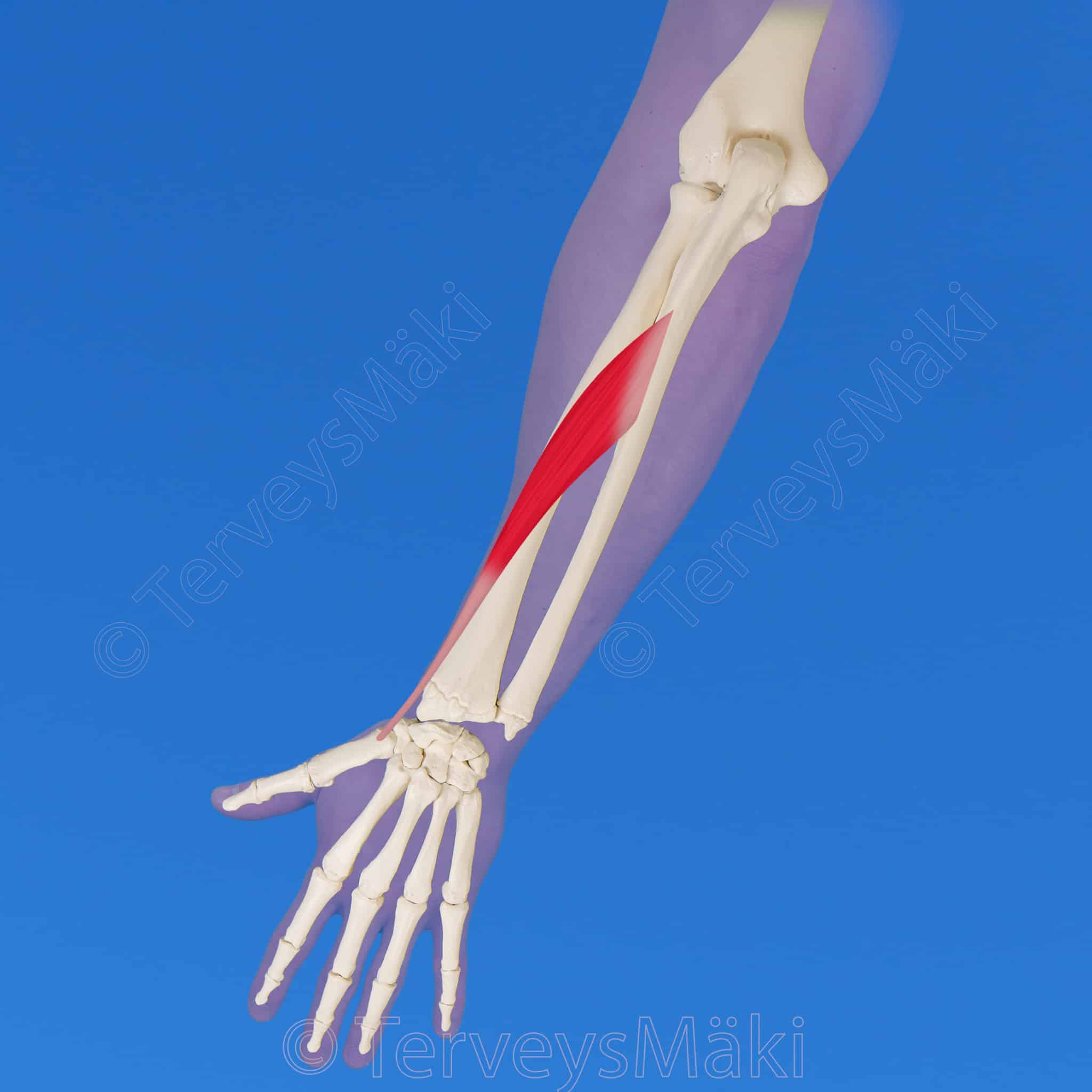 Abductor pollicis longus – peukalon pitkä loitontajalihas – Digifysio