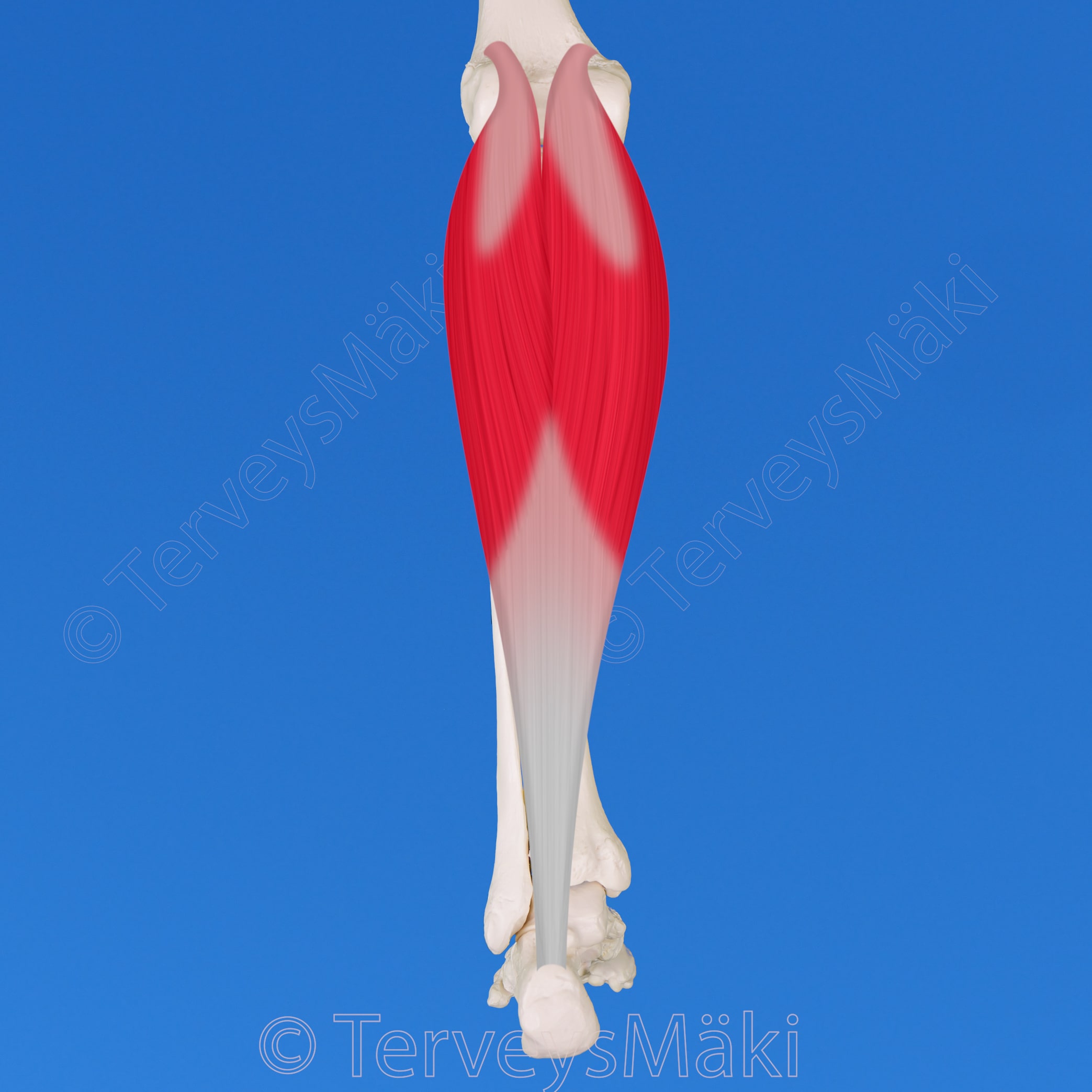 Gastrocnemius – kaksoiskantalihas – Digifysio