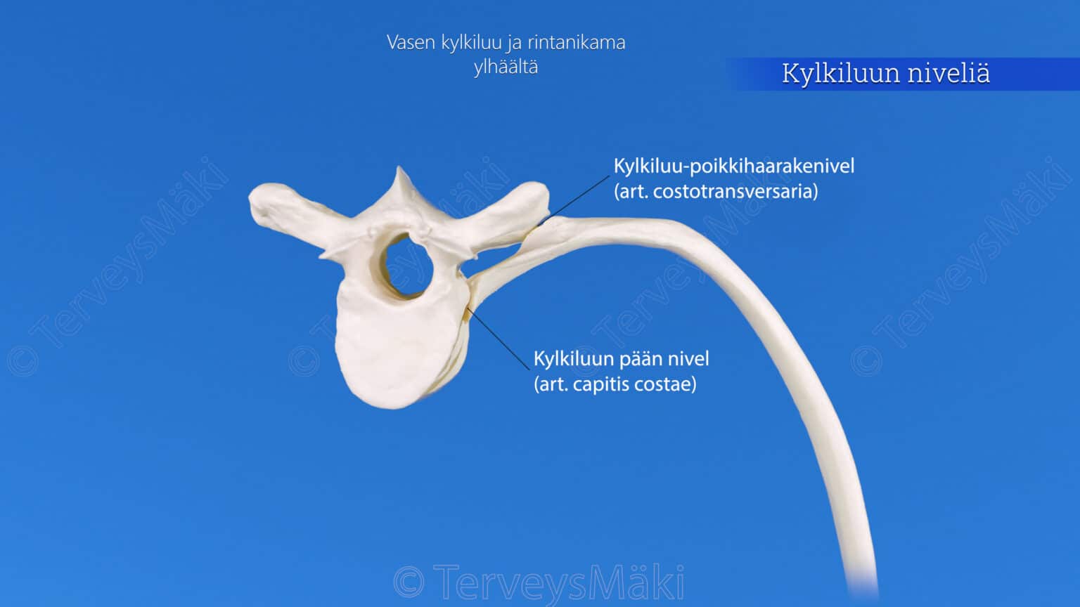 rintakeh-n-niveli-digifysio