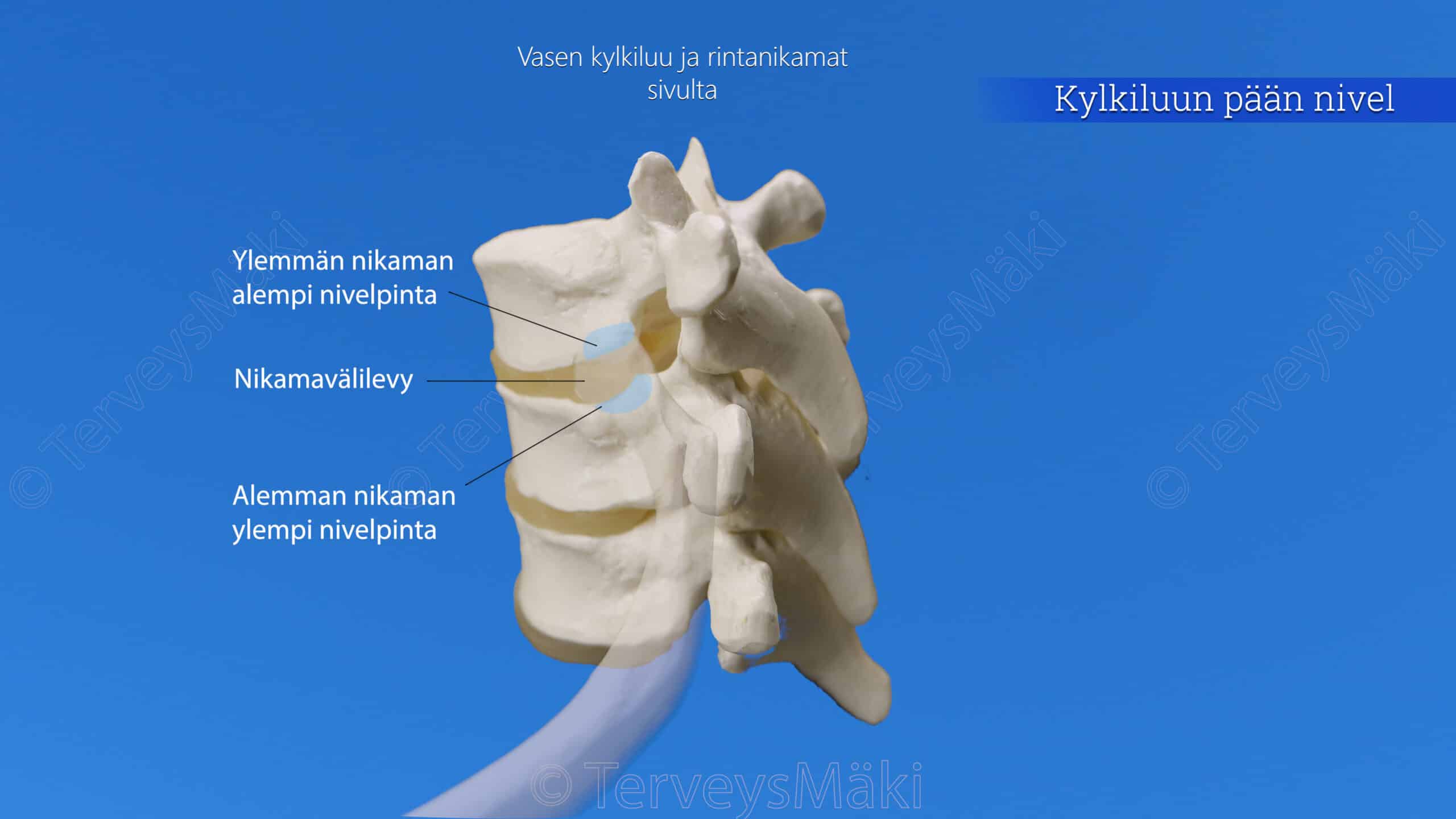 Rintakeh n Niveli Digifysio