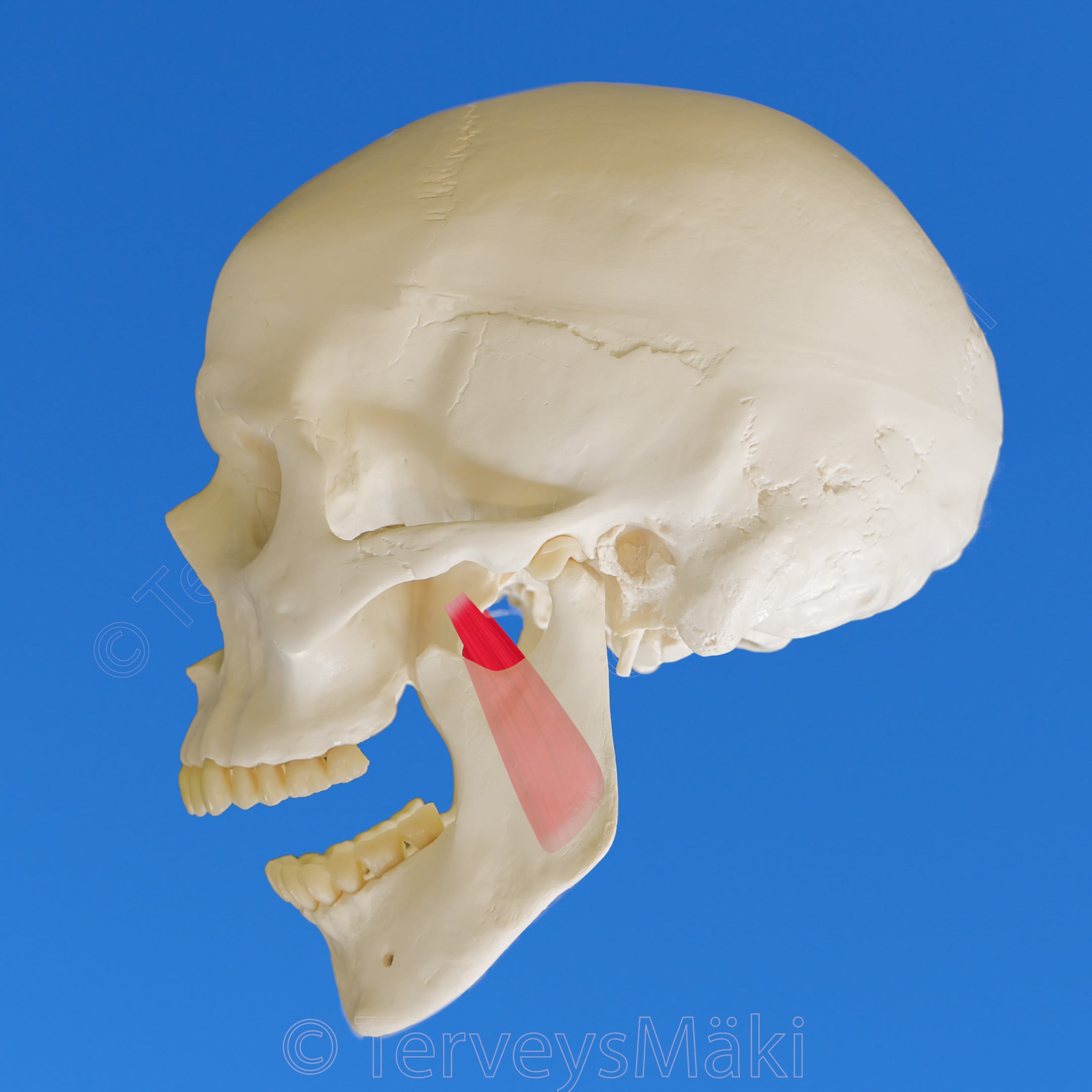 Pterygoideus medialis – sisempi siipilihas – Digifysio