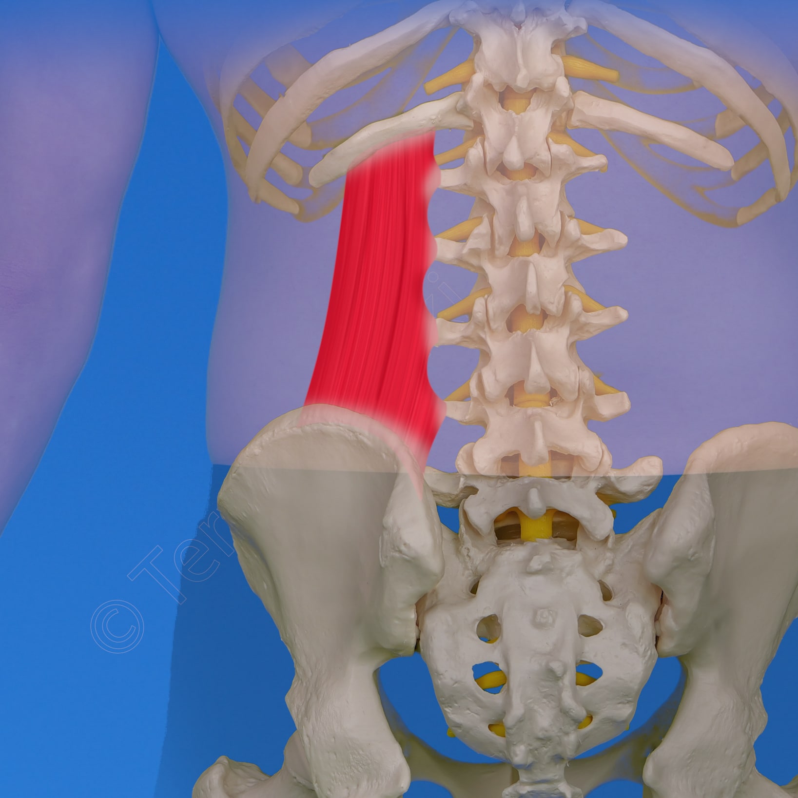 Quadratus lumborum – nelikulmainen lannelihas – Digifysio