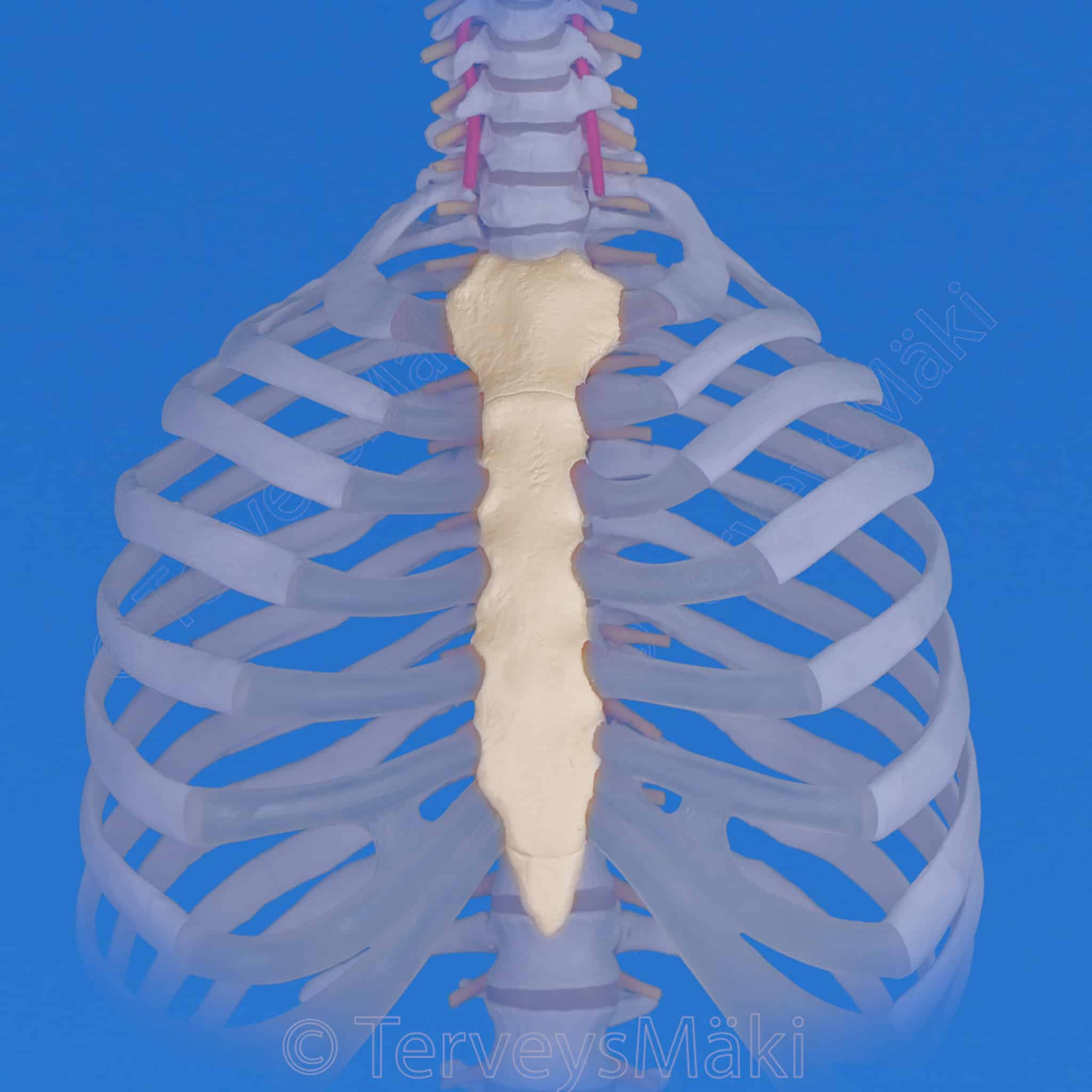 Sternum – rintalasta – Digifysio