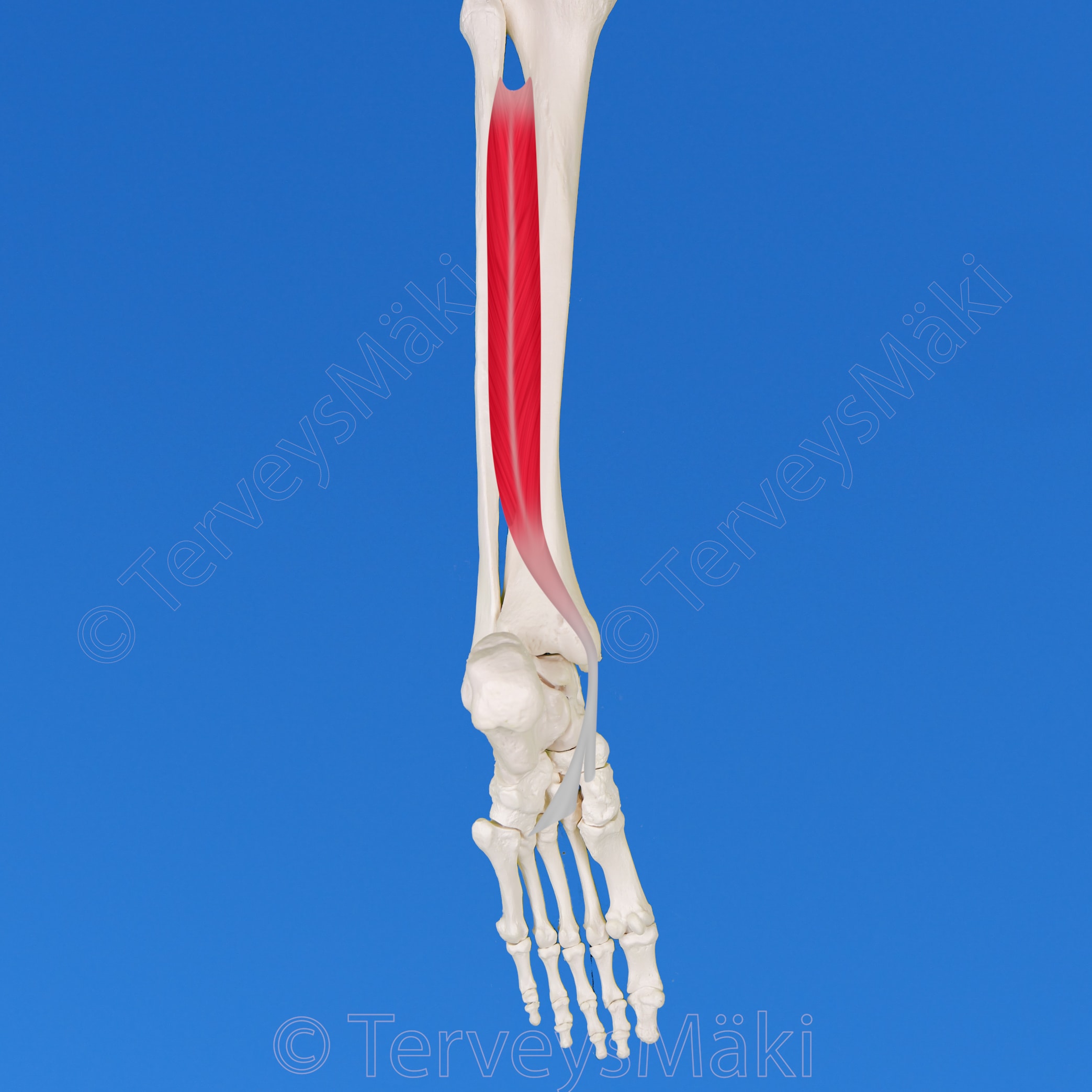 Tibialis posterior – takimmainen säärilihas – Digifysio